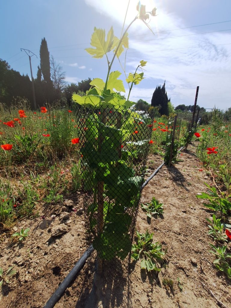 Pampre du vignoble bio du Mas des Figues à Saint-Rémy-de-Provence, planté au printemps 2025, première année de croissance