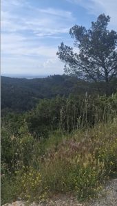 Garrigue provençale avec graminées, pins et collines en arrière-plan
