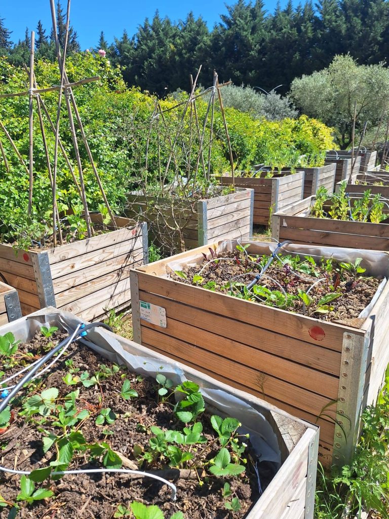 Potager en permaculture du Mas des Figues : bacs surélevés en bois et tipis bambou pour tomates dans les Alpilles à Saint-Rémy-de-Provence