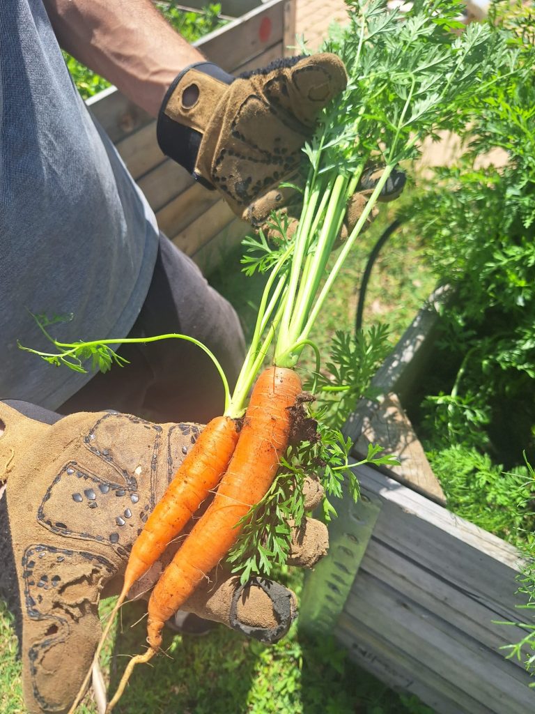 Récolte de carottes bio fraîchement arrachées du potager en permaculture du Mas des Figues à Saint-Rémy-de-Provence