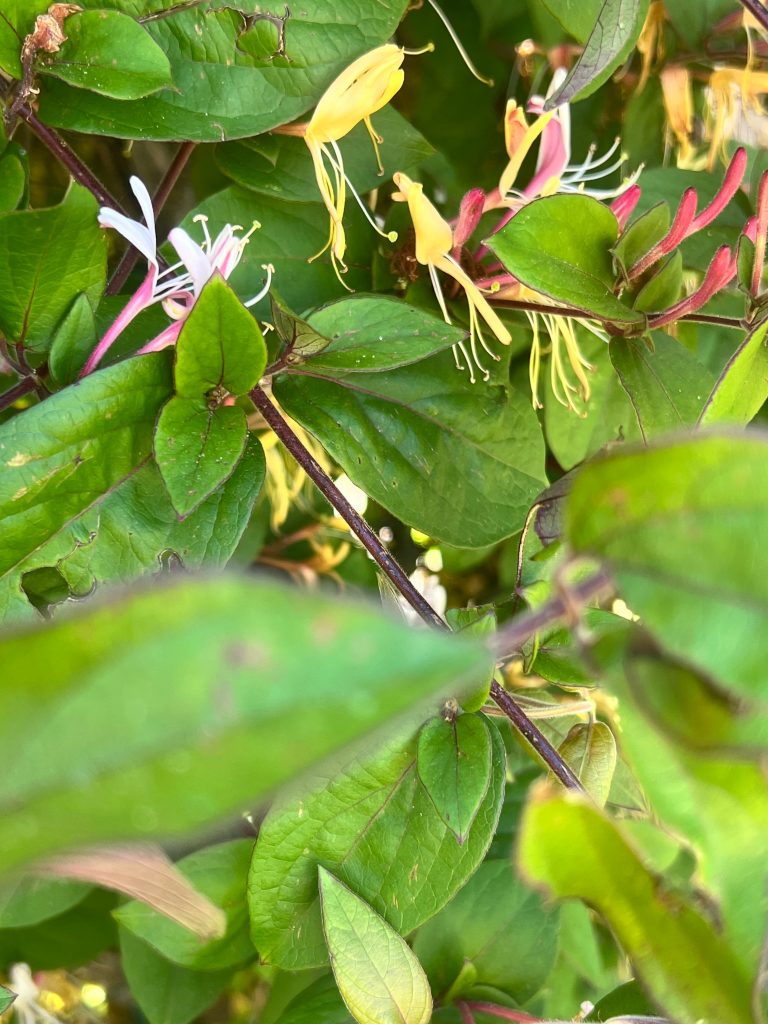 Chèvrefeuille odorant en fleurs au jardin du Mas des Figues, plante mellifère et biodiversité à Saint-Rémy-de-Provence