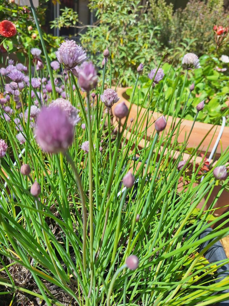 Ciboulette en fleurs au potager d'aromatiques du Mas des Figues, plante aromatique bio à Saint-Rémy-de-Provence
