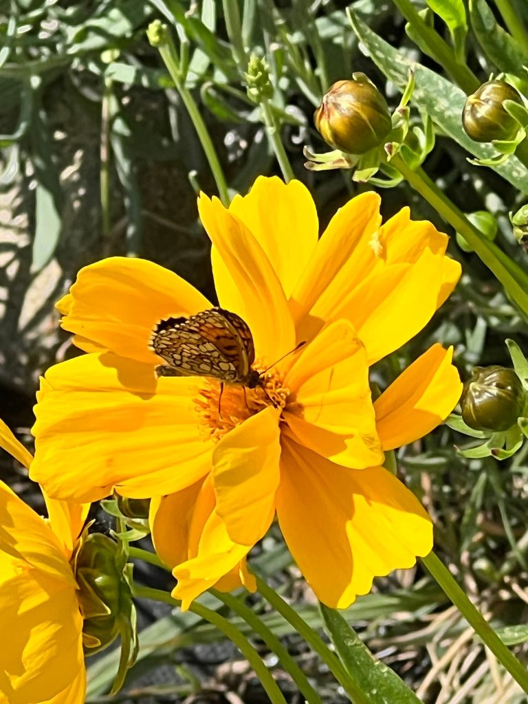 Papillon mélitée posé sur fleur jaune de coréopsis au jardin en permaculture du Mas des Figues, biodiversité et pollinisateurs à Saint-Rémy-de-Provence