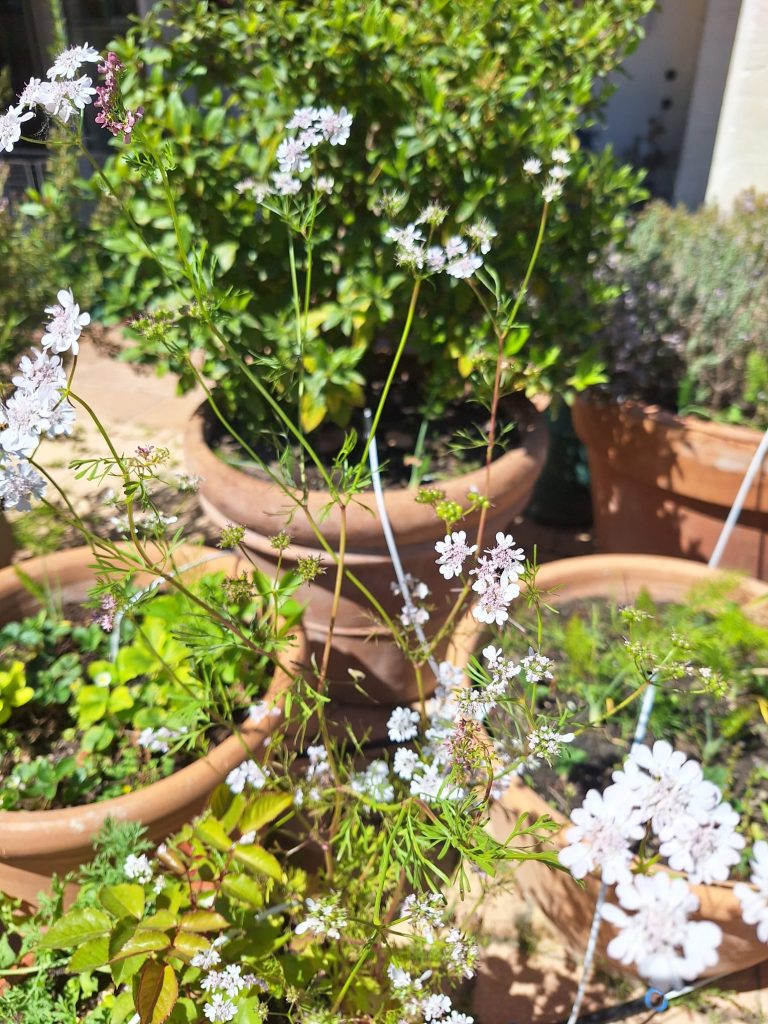 Coriandre en fleur au jardin d'aromatiques du Mas des Figues, plante mellifère et permaculture à Saint-Rémy-de-Provence