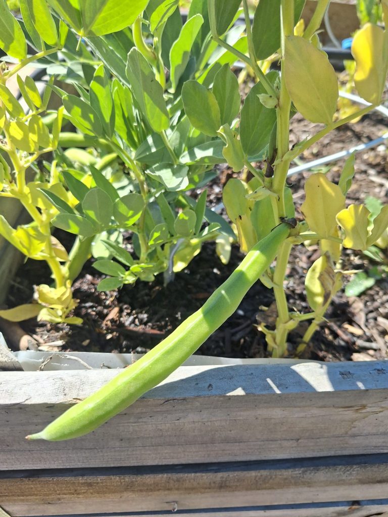 Gousse de fève verte sur pied au potager bio en permaculture du Mas des Figues, légume de printemps à Saint-Rémy-de-Provence