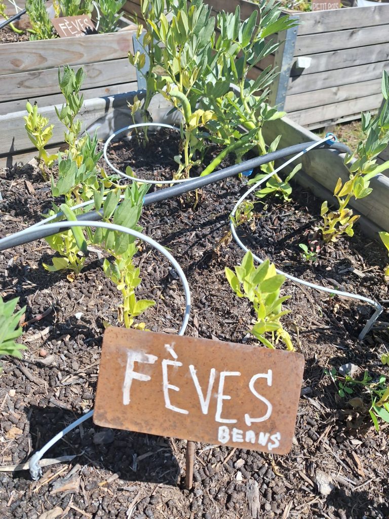Plants de fèves bio au potager en permaculture du Mas des Figues, étiquette rouillée bilingue à Saint-Rémy-de-Provence