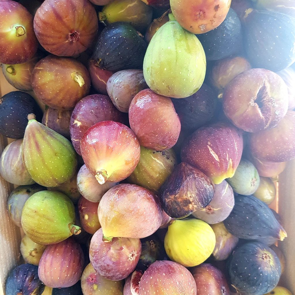 Récolte de figues multicolores du verger du Mas des Figues, fruits méditerranéens et variétés anciennes à Saint-Rémy-de-Provence