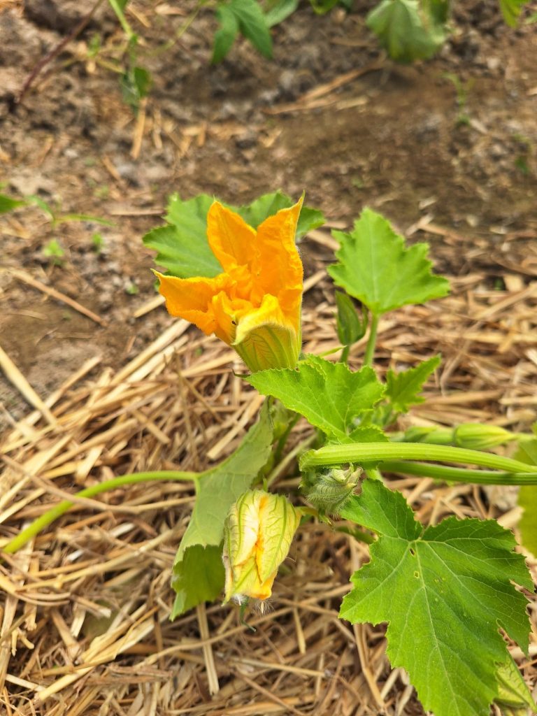 Fleur de courgette au potager en permaculture du Mas des Figues, légume de saison bio à Saint-Rémy-de-Provence