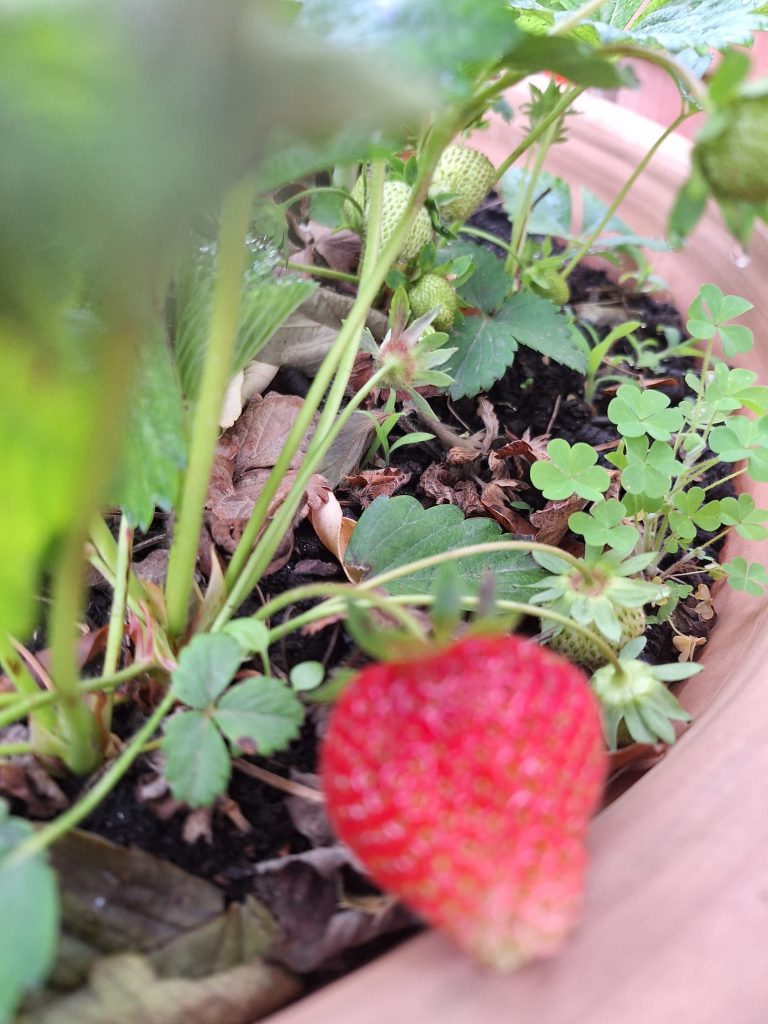 Fraise bio mûre sur fraisier en bac de permaculture au Mas des Figues, récolte du potager à Saint-Rémy-de-Provence