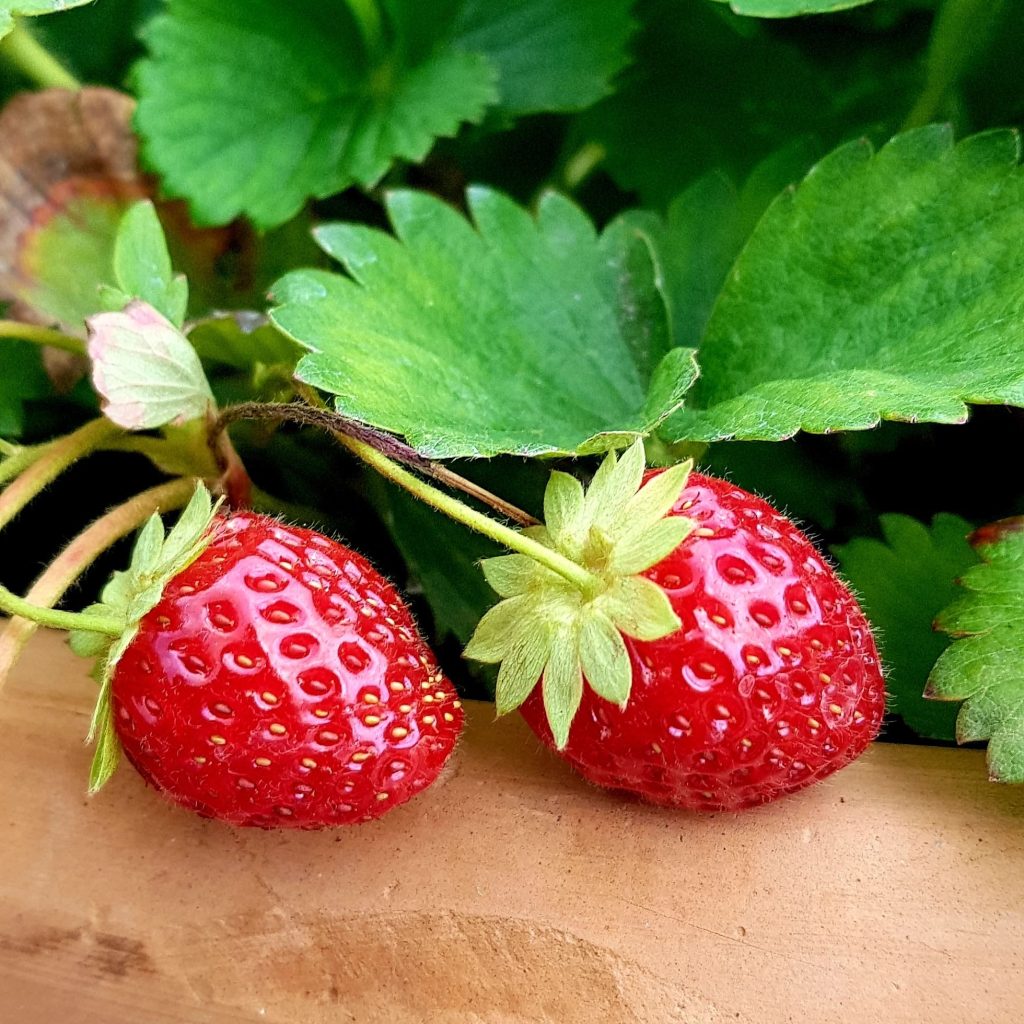 Deux fraises bio mûres en gros plan au jardin du Mas des Figues, fraisiers en permaculture à Saint-Rémy-de-Provence