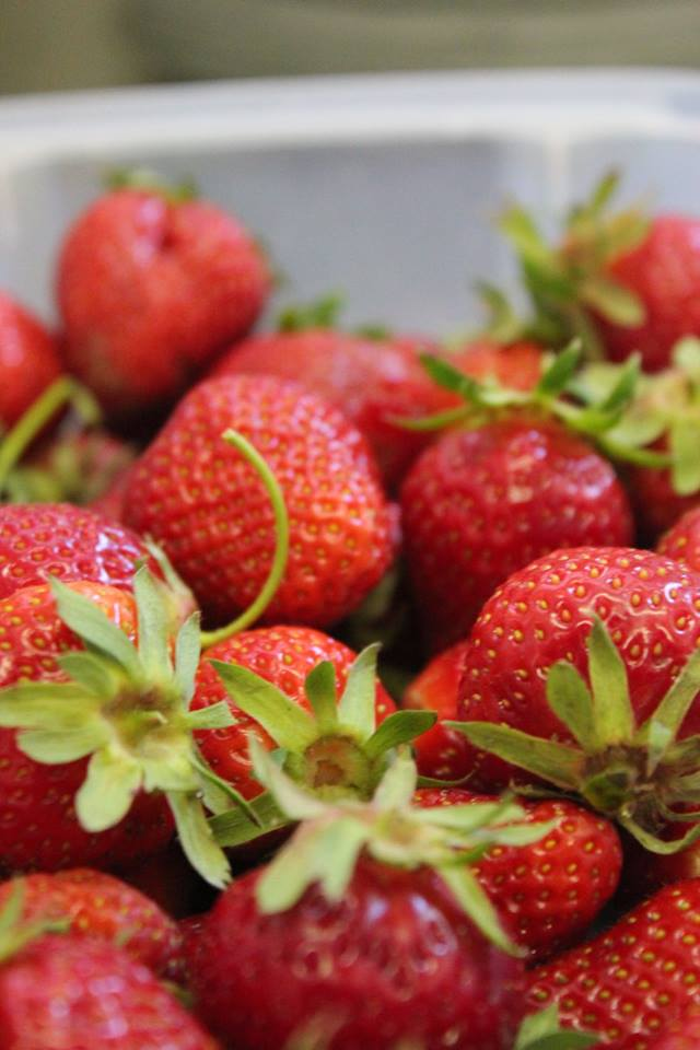 Récolte de fraises bio du Mas des Figues lors d'un cours de cuisine provençale en permaculture à Saint-Rémy-de-Provence