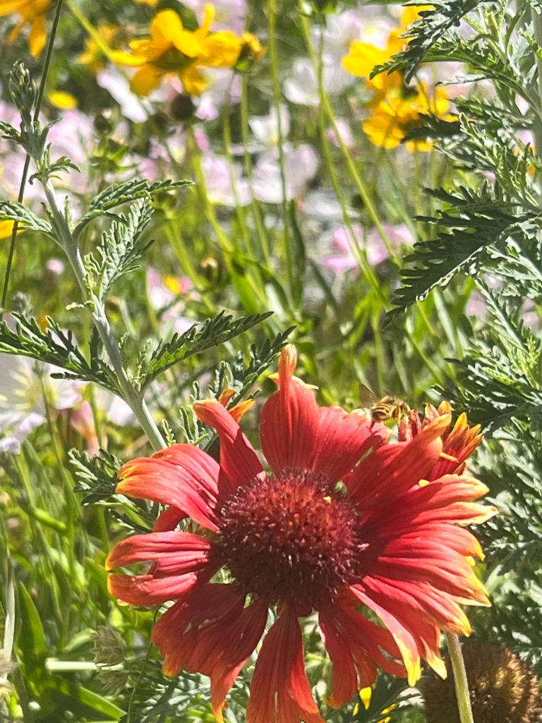 Gaillarde rouge orangée et abeille au jardin fleuri du Mas des Figues, plante mellifère et biodiversité à Saint-Rémy-de-Provence