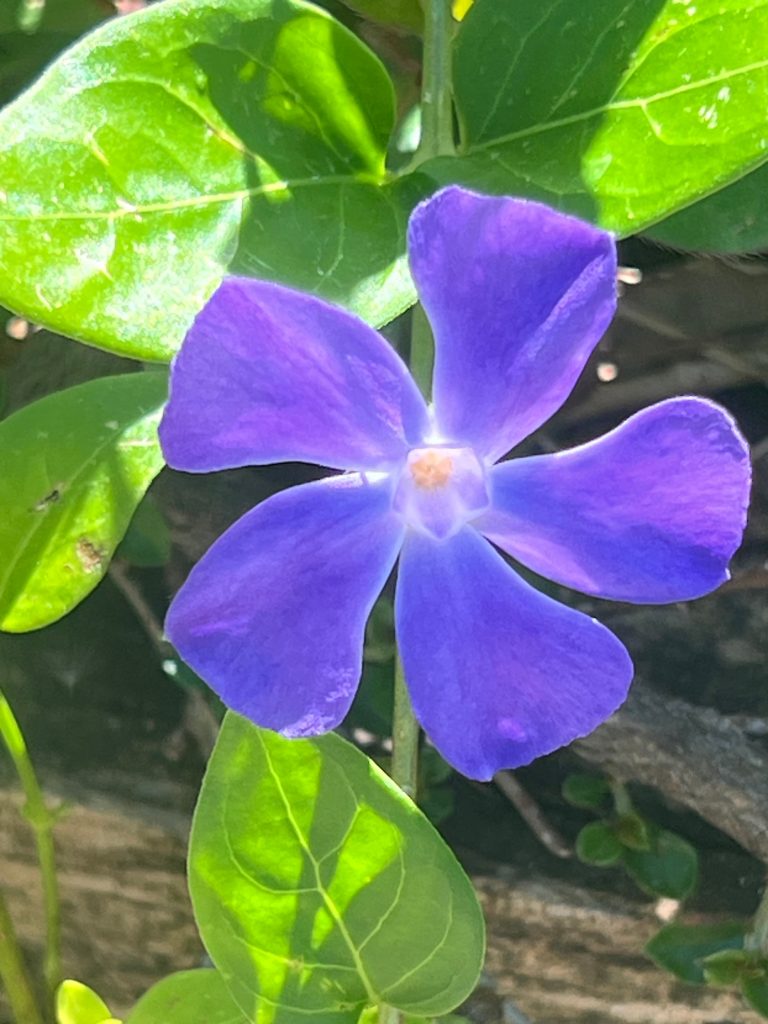 Grande pervenche en fleur bleu-violet au jardin du Mas des Figues, plante couvre-sol et biodiversité à Saint-Rémy-de-Provence