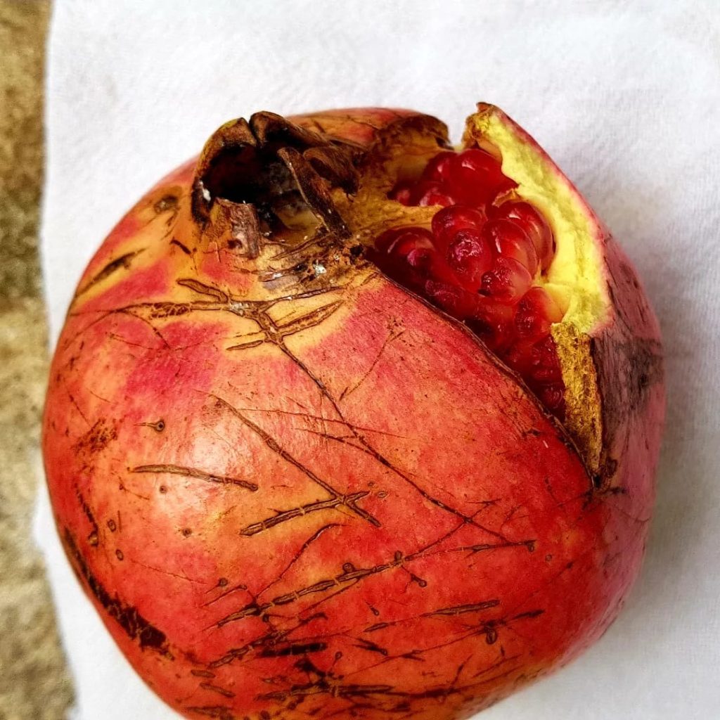Grenade bio entrouverte du verger du Mas des Figues, fruits méditerranéens du domaine à Saint-Rémy-de-Provence