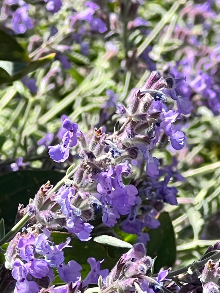 Népéta en fleurs violettes au jardin mellifère du Mas des Figues, plante aromatique et biodiversité à Saint-Rémy-de-Provence