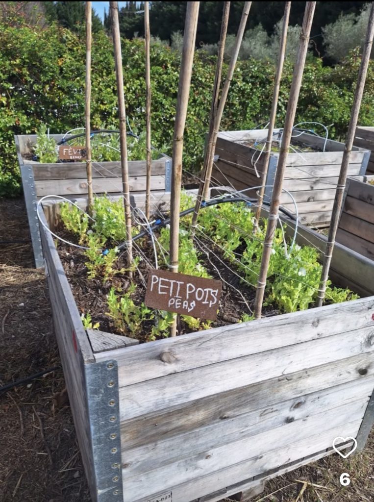 Bac de petits pois et fèves au potager bio du Mas des Figues, jardin pédagogique bilingue en permaculture à Saint-Rémy-de-Provence