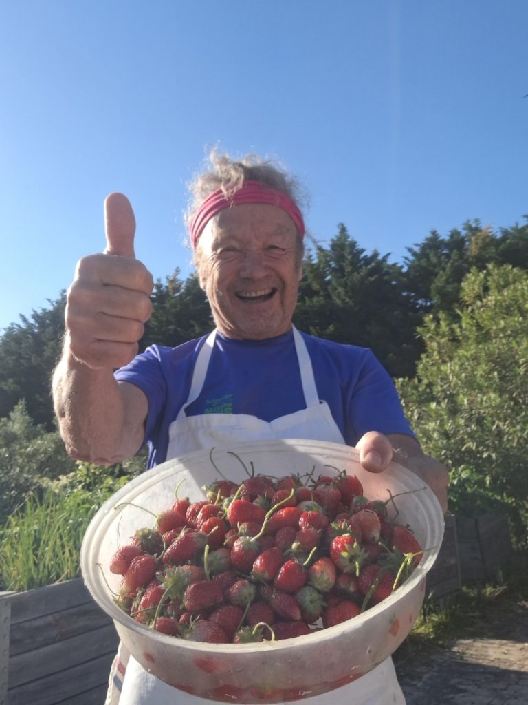 Philippe Michelot récoltant les fraises bio du potager du Mas des Figues, savoir-faire et permaculture à Saint-Rémy-de-Provence