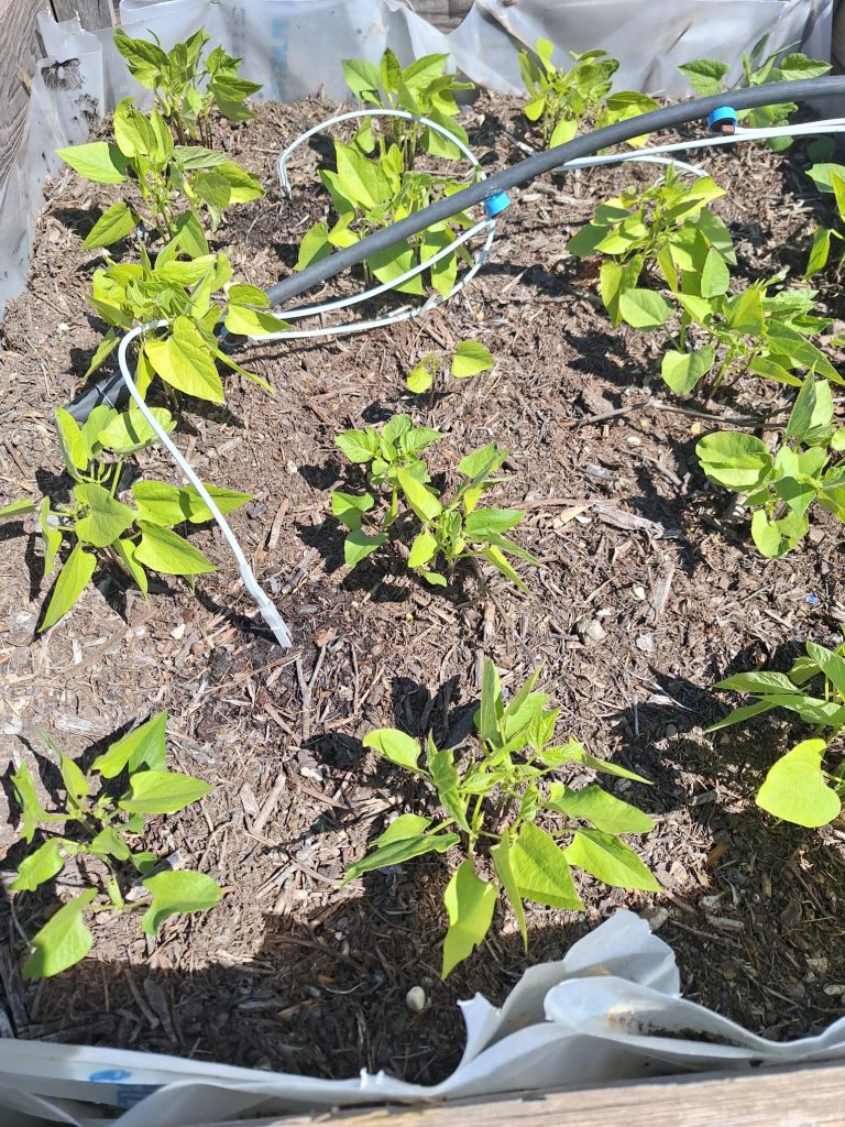 Jeunes plants de haricots verts sur paillage au potager bio du Mas des Figues, permaculture et cultures de saison à Saint-Rémy-de-Provence