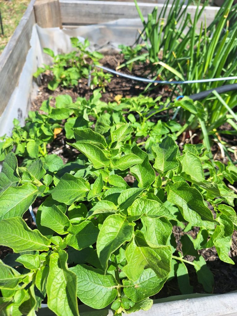 Plants de pommes de terre et ciboulette au potager bio du Mas des Figues, association de cultures en permaculture à Saint-Rémy-de-Provence