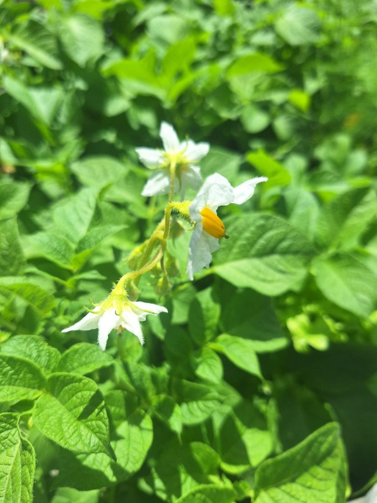 Fleur blanche de pomme de terre au potager bio en permaculture du Mas des Figues à Saint-Rémy-de-Provence