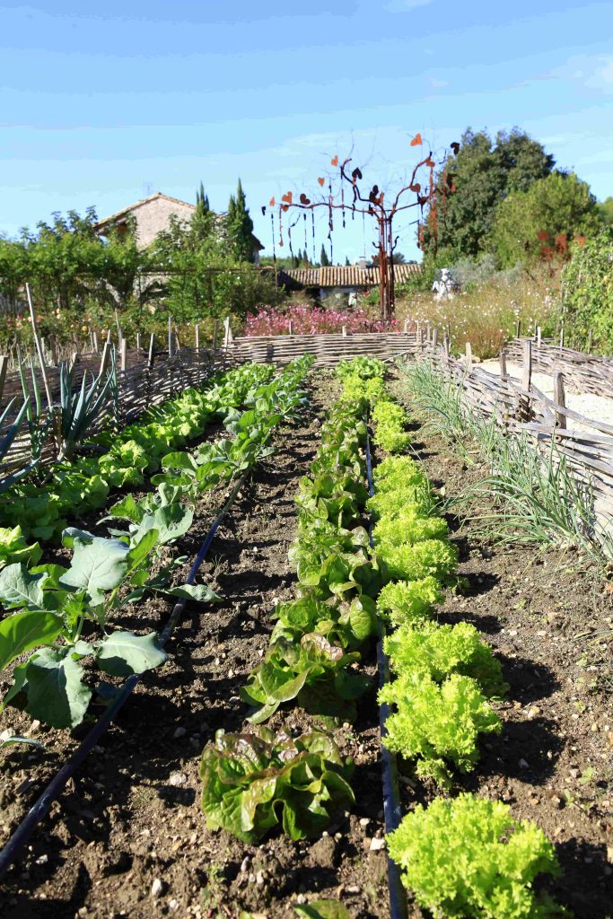 Potager bio en pleine terre avec salades, choux et oignons du Mas des Figues, jardin d'art et permaculture à Saint-Rémy-de-Provence