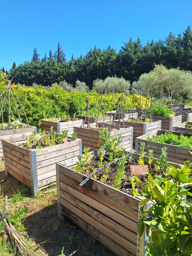 Bacs alignés du potager en permaculture du Mas des Figues, agriculture biologique à Saint-Rémy-de-Provence