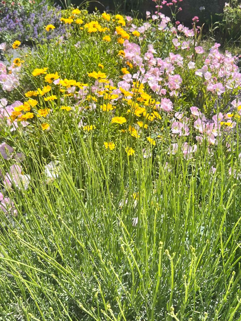 Prairie fleurie printemps avec coréopsis, onagres et bourrache au Mas des Figues, biodiversité et jardin sauvage à Saint-Rémy-de-Provence