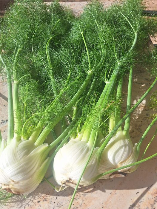 Récolte de bulbes de fenouil bio du potager du Mas des Figues, légume méditerranéen en permaculture à Saint-Rémy-de-Provence