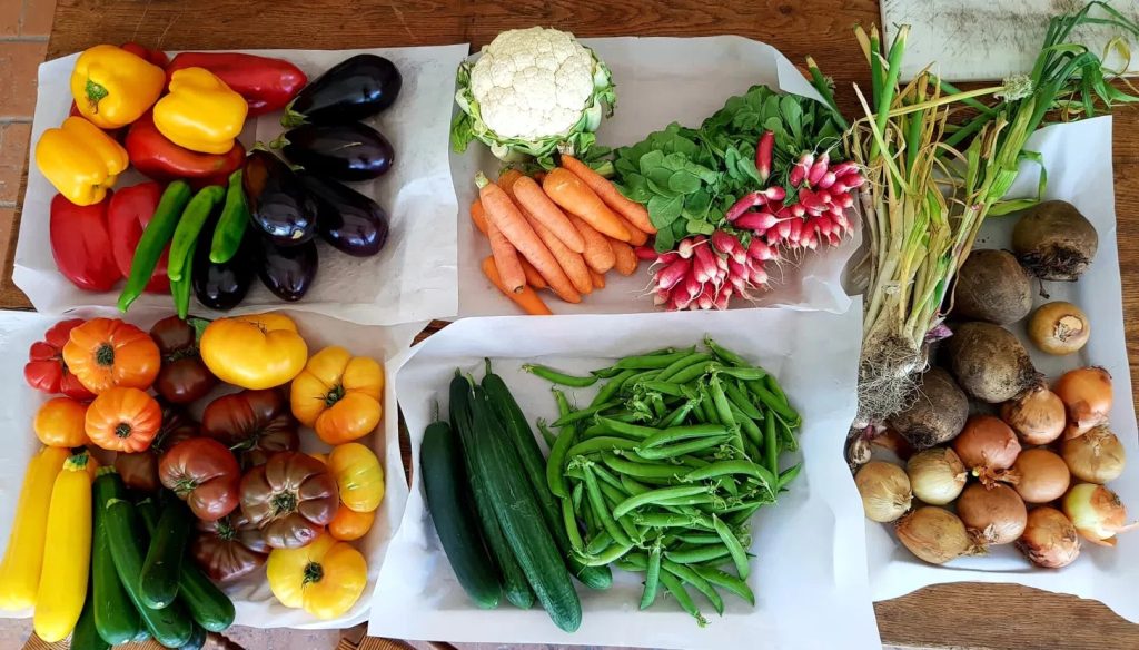 Étalage complet de la récolte de légumes bio du potager du Mas des Figues, garden-to-table en permaculture à Saint-Rémy-de-Provence