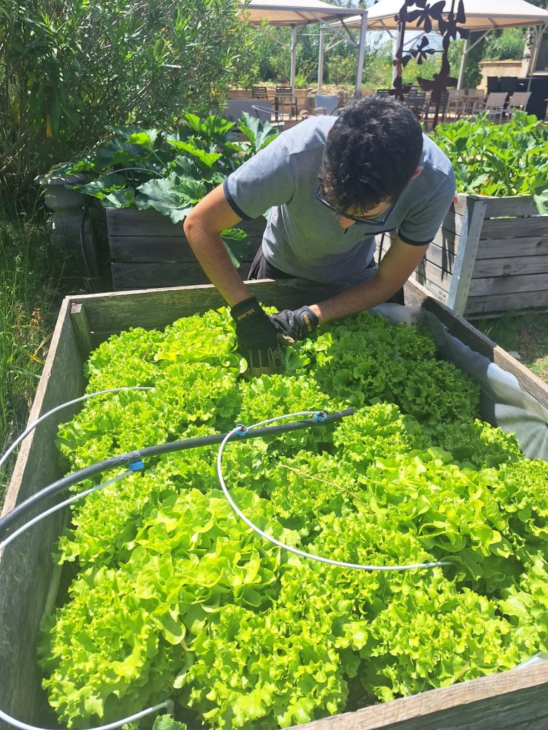 Jardinier récoltant des laitues bio dans un bac surélevé au potager en permaculture du Mas des Figues à Saint-Rémy-de-Provence