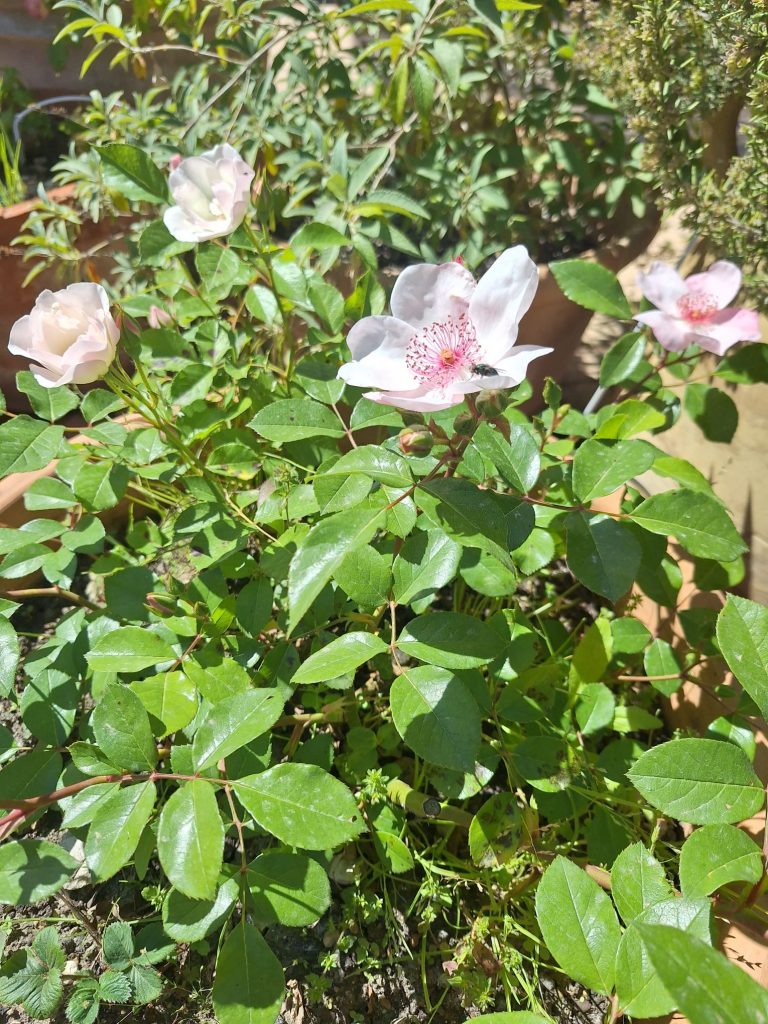 Rose ancienne et abeille au jardin remarquable du Mas des Figues, biodiversité et roseraie à Saint-Rémy-de-Provence