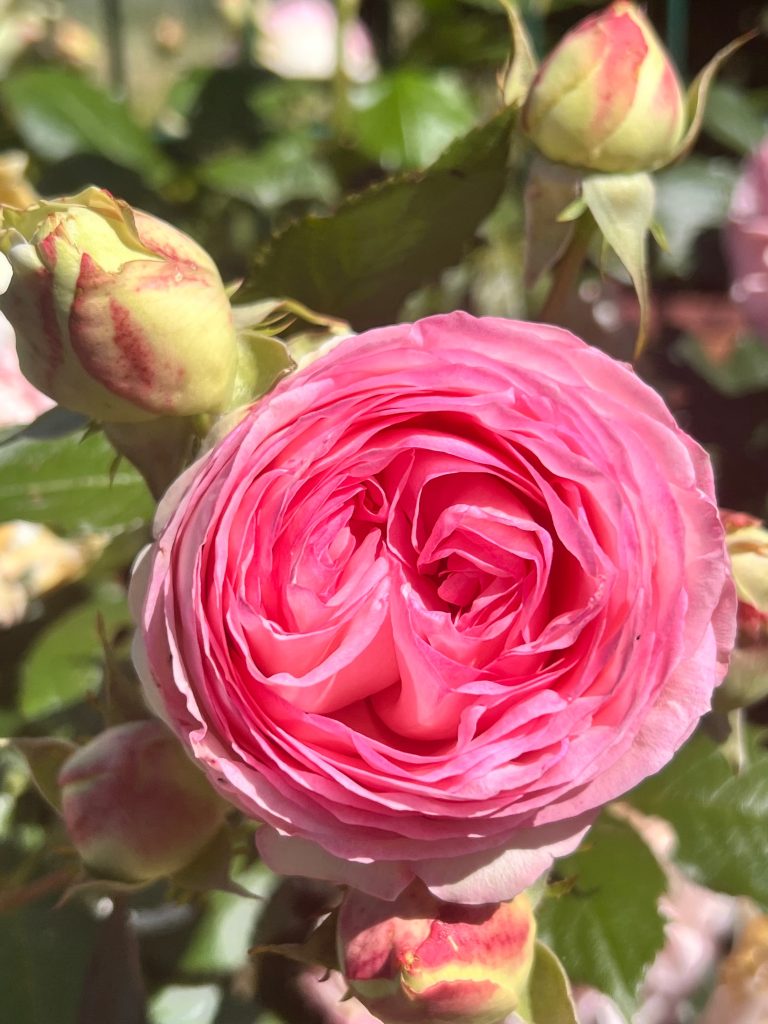 Rose Pierre de Ronsard ouverte au matin au jardin remarquable du Mas des Figues, roseraie et patrimoine floral à Saint-Rémy-de-Provence