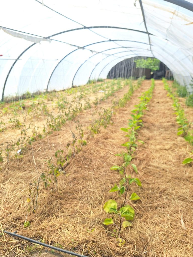 Serre tunnel pour pépinière et jeunes plants sur paillage au Mas des Figues, permaculture et agriculture bio à Saint-Rémy-de-Provence