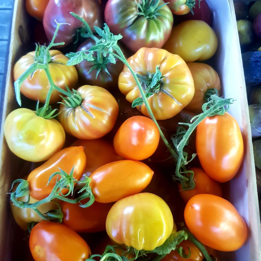 Cagette de tomates anciennes multicolores du potager bio du Mas des Figues, variétés patrimoniales en permaculture à Saint-Rémy-de-Provence