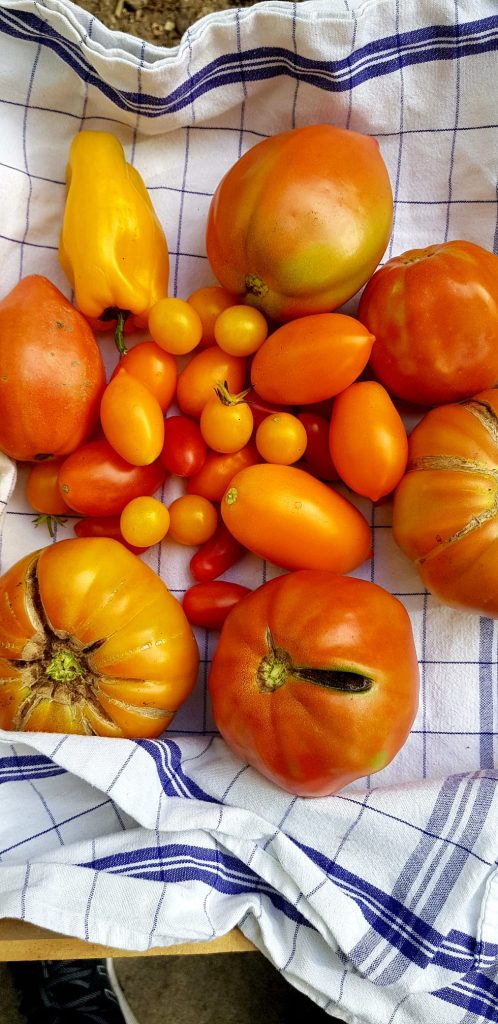 Récolte de tomates anciennes et poivron doux sur torchon provençal au Mas des Figues, légumes bio du potager à Saint-Rémy-de-Provence