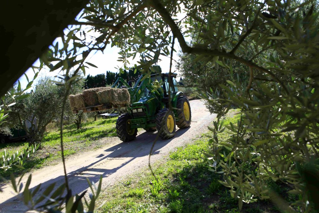 Tracteur transportant du foin dans l'oliveraie bio du Mas des Figues, agriculture biologique FR-BIO-10 à Saint-Rémy-de-Provence